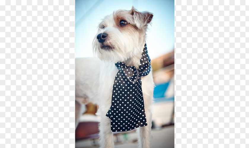 Ascot Tie Miniature Schnauzer Schnoodle Puppy Dog Breed Companion PNG