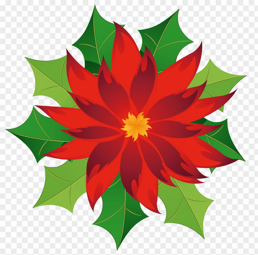 Christmas Poinsettia Clipart Clip Art PNG