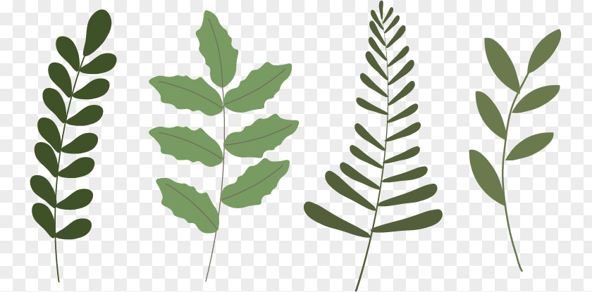 Olive Branch Vector Christmas Leaf Plant Poinsettia PNG