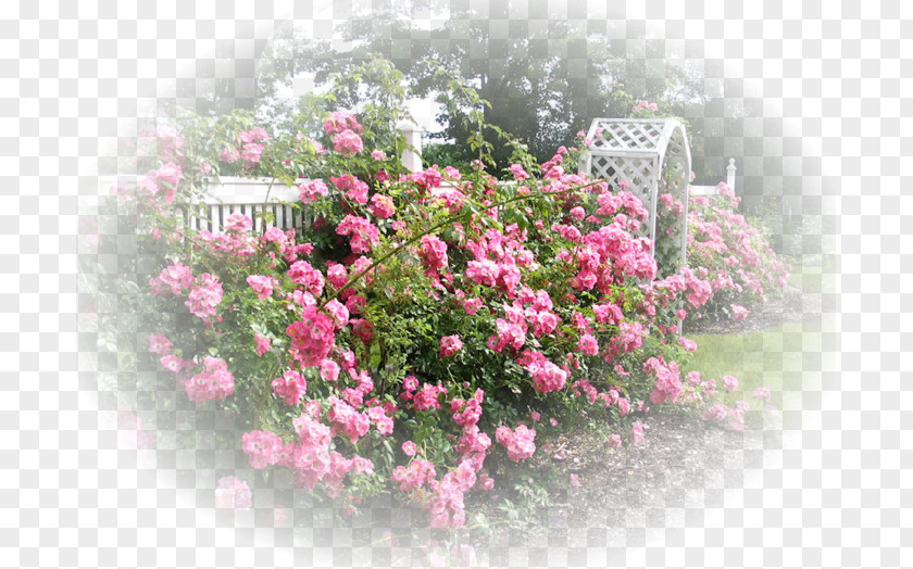 Rose Cottage Garden International Test Back PNG