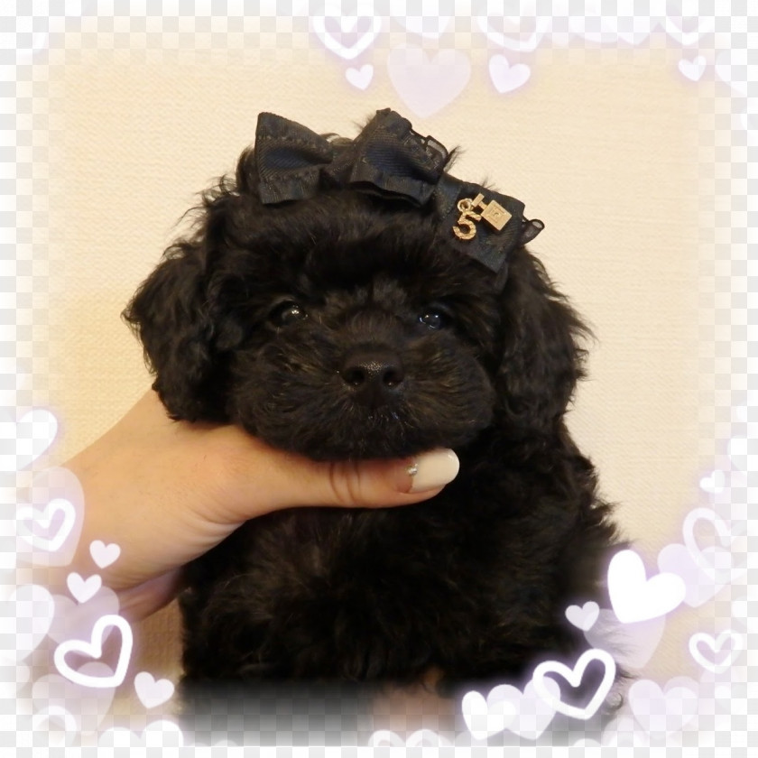 Toy Poodle Cockapoo Schnoodle Miniature Barbet Cavapoo PNG