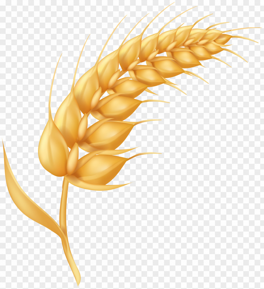 Barley Clipart Emmer Cereal Ear Grain PNG