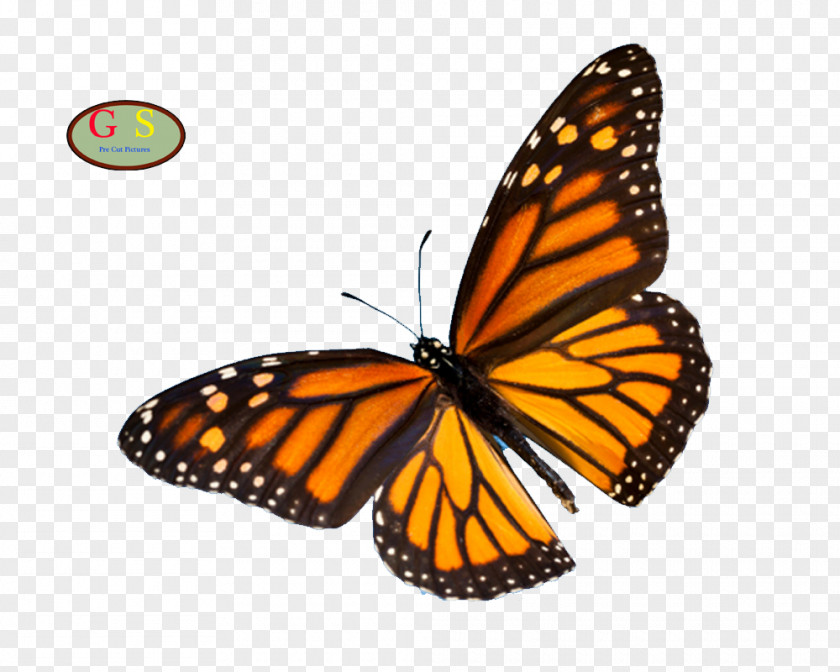 Butterfly Monarch Sanctuary Animal Migration Zazzle PNG