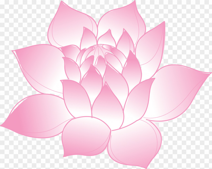 Lotus Vector Nelumbo Nucifera PNG