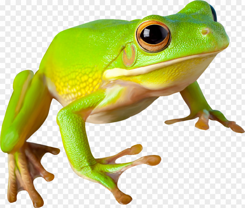 Outdoors Frog Clip Art PNG