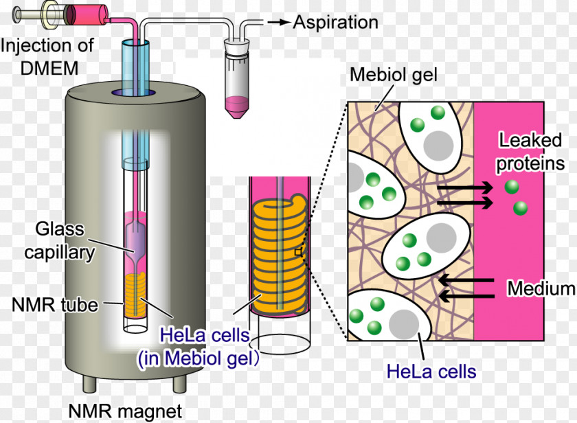 Tokyo Electron Limited Cell Nuclear Magnetic Resonance Spectroscopy Of Proteins Protein Crystallization PNG