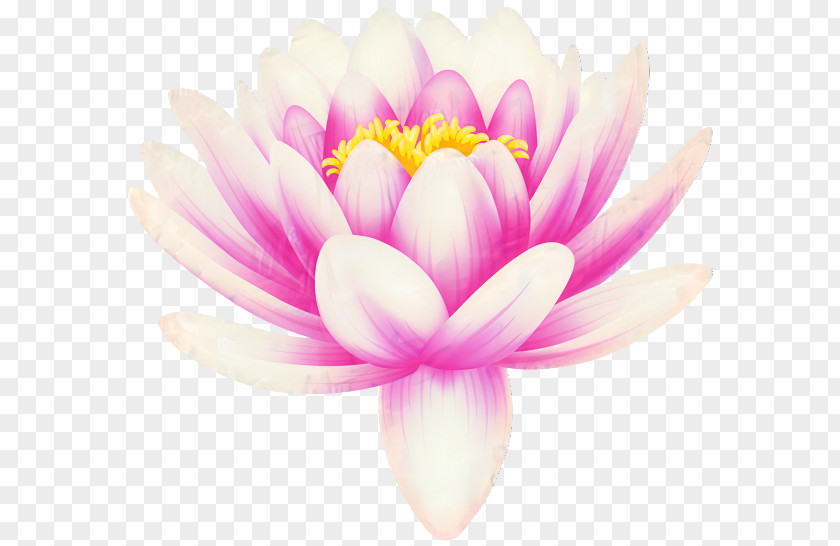 Wildflower Sacred Lotus White Lily Flower PNG