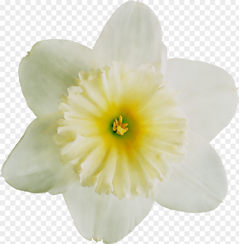 Yellow Narcissus Herbaceous Plant Plants PNG