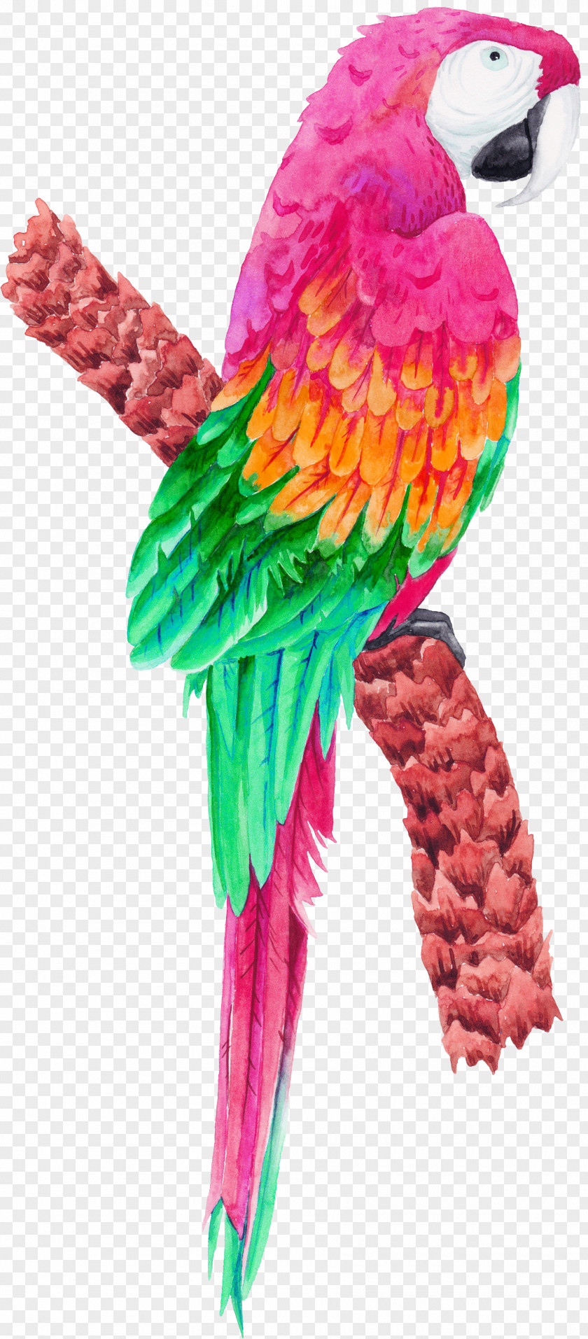 Tropical Birds Bird Parrot PNG