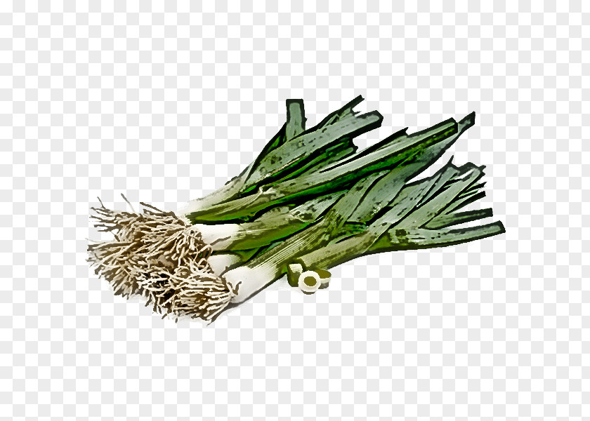 Allium Grass Vegetable Plant Calçot Leek Welsh Onion PNG