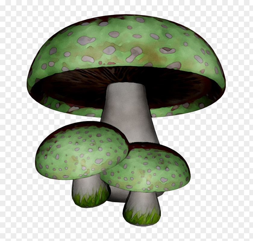 Edible Mushroom Fungus Green PNG