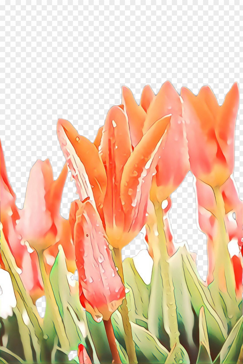 Hippeastrum Lily Family Flowers Background PNG