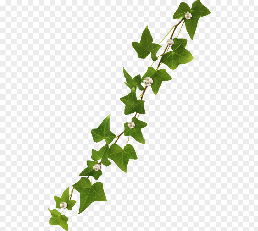 Leaf Vine Common Ivy Virginia Creeper PNG