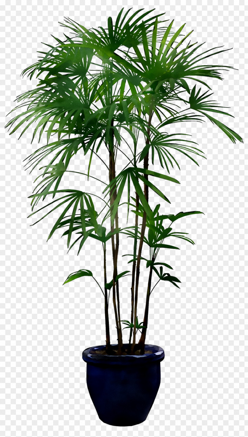 Plants Palm Trees Image Flowerpot PNG