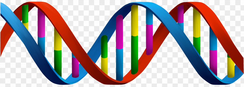 Rusk DNA Nucleic Acid Double Helix Nucleotide RNA Gene PNG