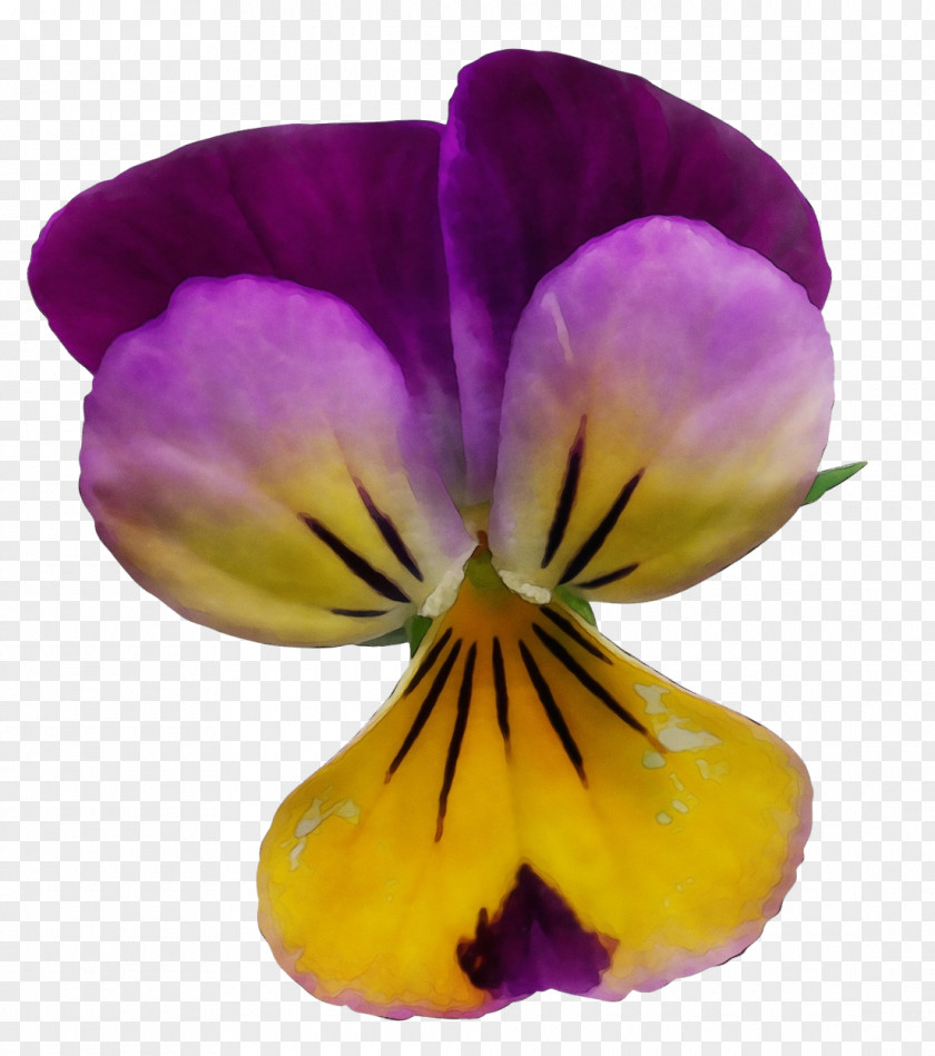 Violet Family Pansy Flower Flowering Plant Petal Wild PNG