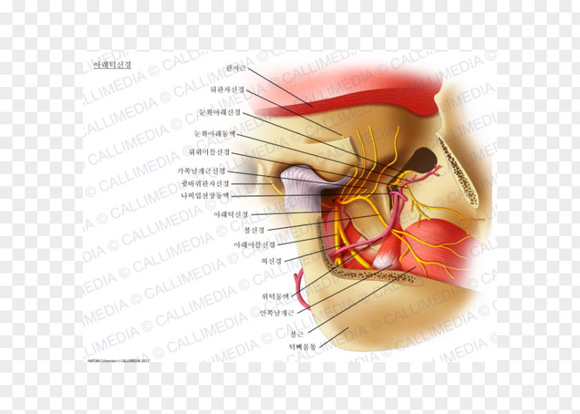 Auriculotemporal Nerve Mandibular Mandible Inferior Alveolar Lateral Pterygoid Muscle PNG