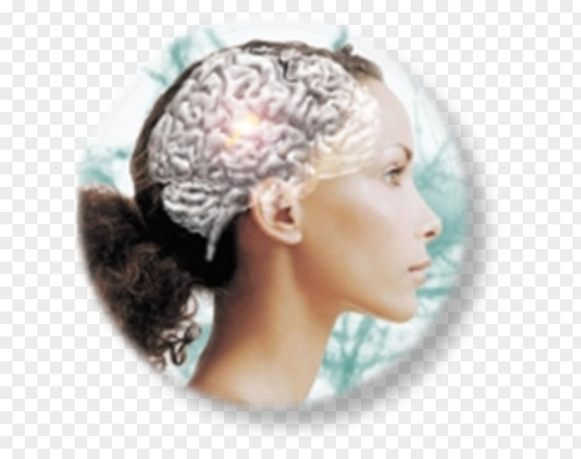 Brain Neuromarketing Neuroscience Functional Magnetic Resonance Imaging PNG