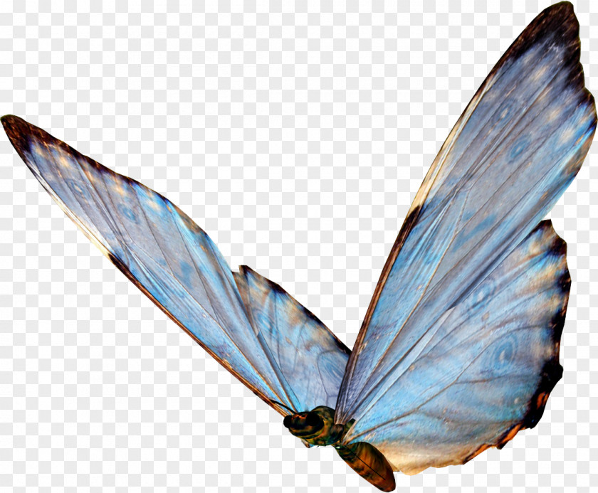 Butterfly Fly Papillon Dog Insect PNG