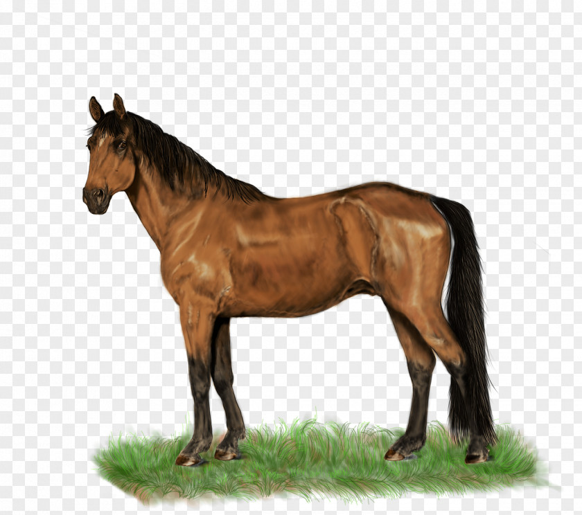 Mustang Stallion Pony Rein Mare PNG