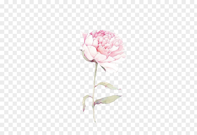 Pink Peony Moutan Download Computer File PNG