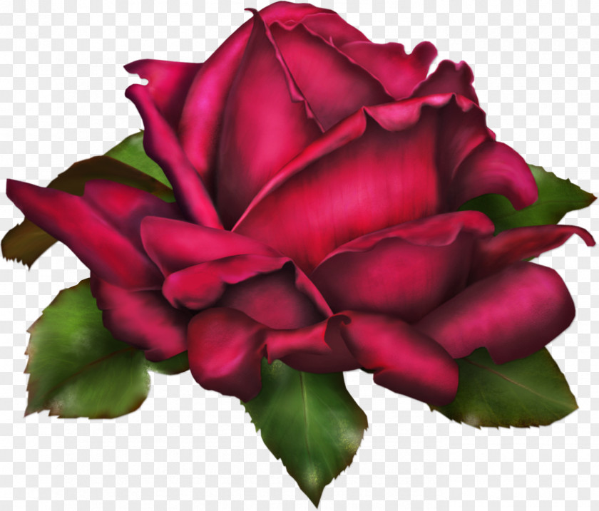 Rosa Rose Drawing Flower Clip Art PNG