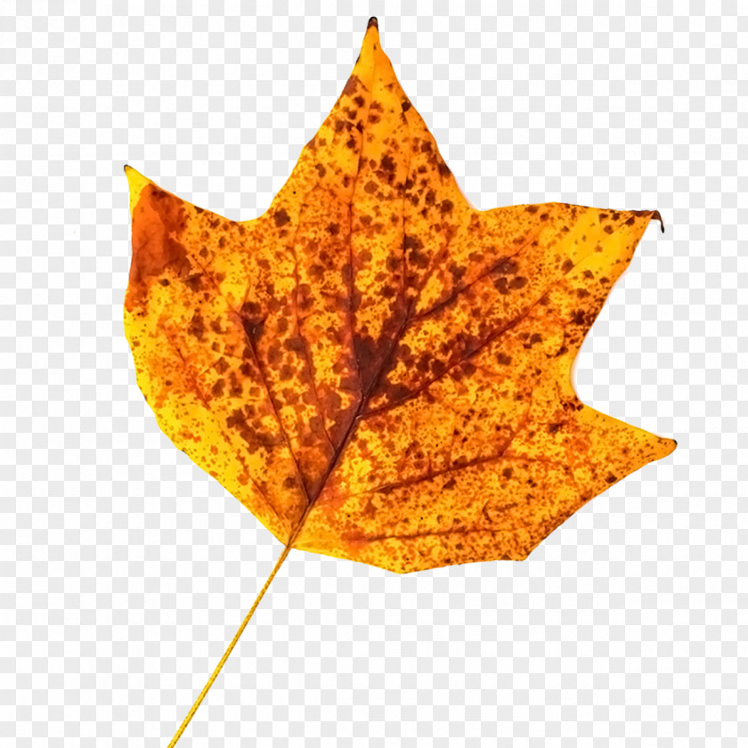Spotted Leaves Maple Leaf Yellow PNG