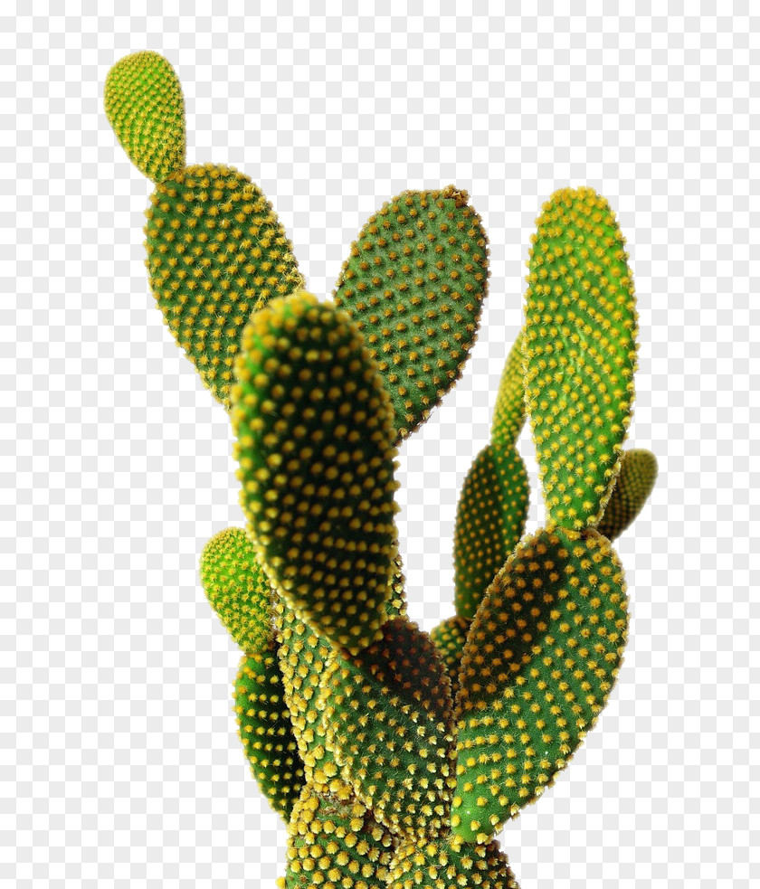Cactus Image Cactaceae Wallpaper PNG
