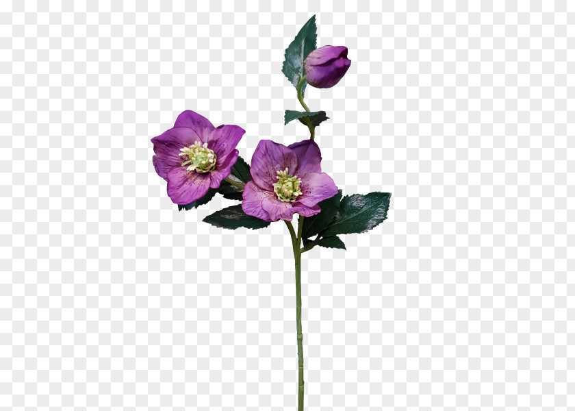 Flower Rosaceae Cut Flowers Anemone Artificial PNG