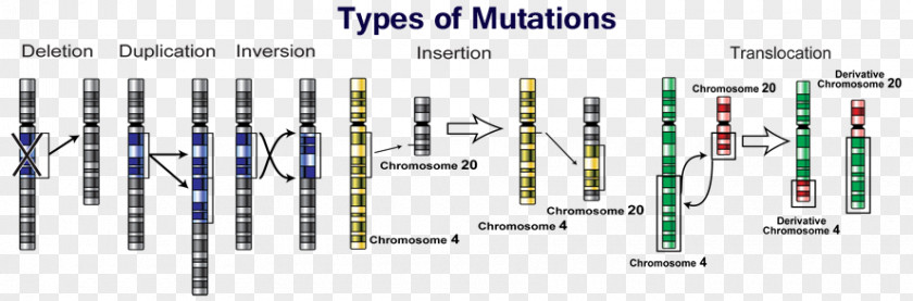 Point Mutation Genetics DNA PNG