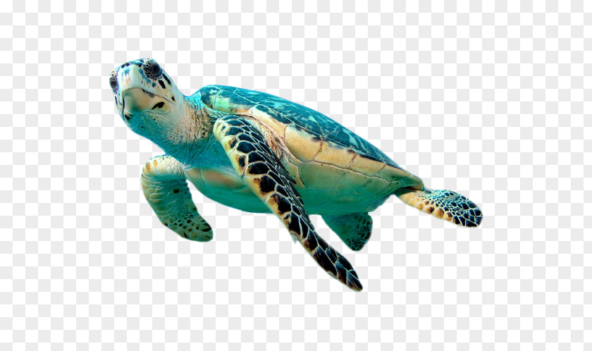 Turtle Element Hawksbill Sea Green Clip Art PNG