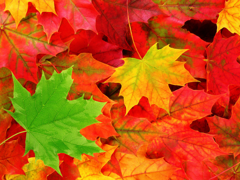 Autumn Leaves Desktop Wallpaper Leaf Color Nature PNG