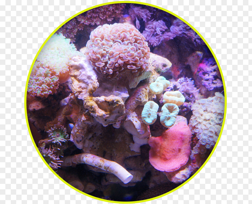 Scleractinia Coral Reef Fish Sea Anemone PNG