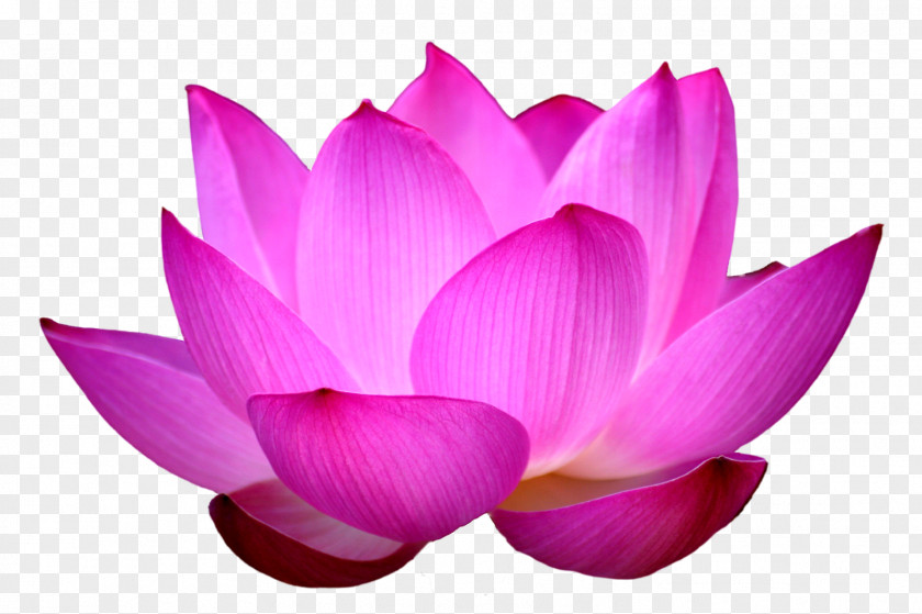 Water Lilies Nelumbo Nucifera Flower Egyptian Lotus Clip Art PNG