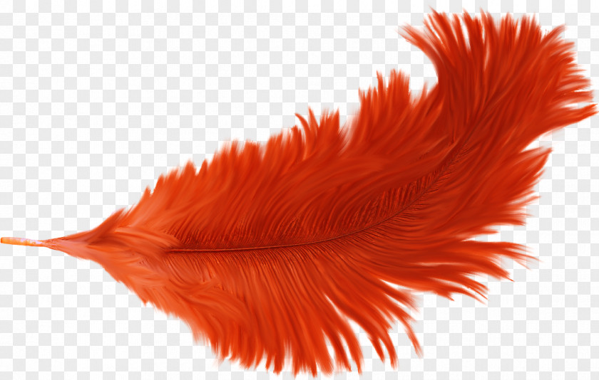 Beautiful Feathers Feather Orange PNG