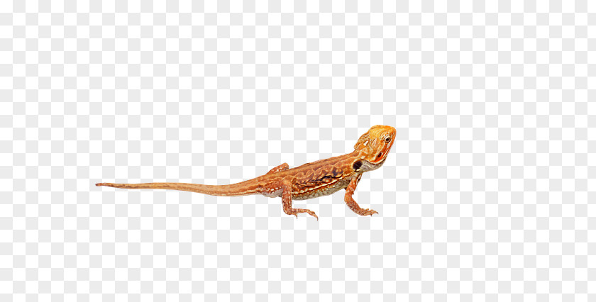 Central Bearded Dragon Image Lizard PNG