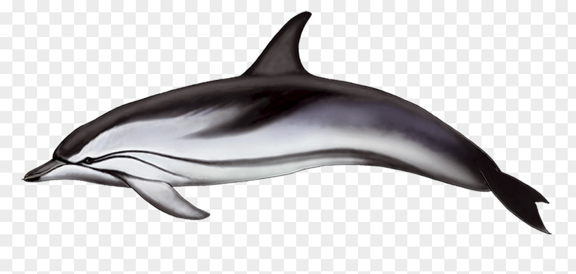 Fish Fin Spinner Dolphin Common Bottlenose Striped Short-beaked Rough-toothed PNG