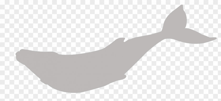 Grey Whale Marine Mammal Finger White PNG