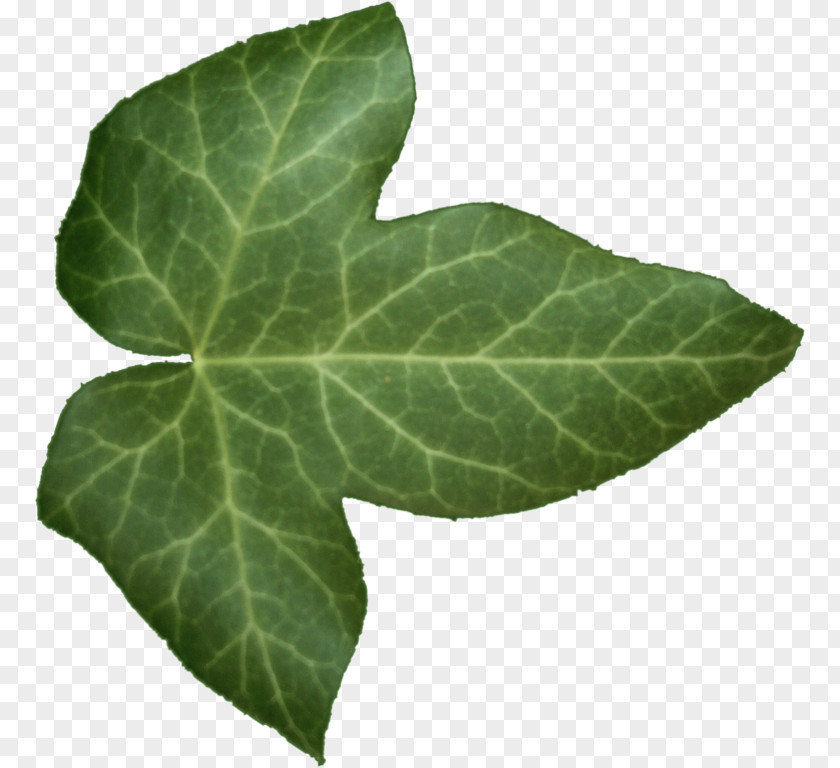 Leaf Common Ivy Alpha Compositing PNG