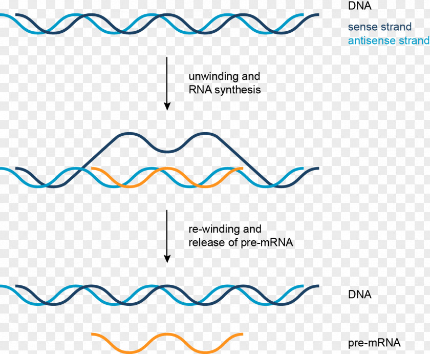 Transcription DNA Coding Strand Nucleic Acid RNA PNG