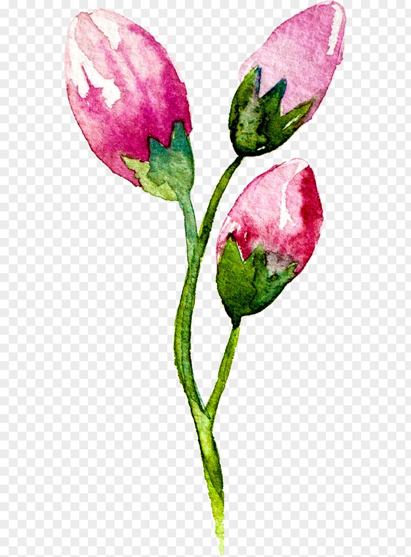 Watercolor Flowers Creative Watercolour Watercolor: Painting Bud PNG