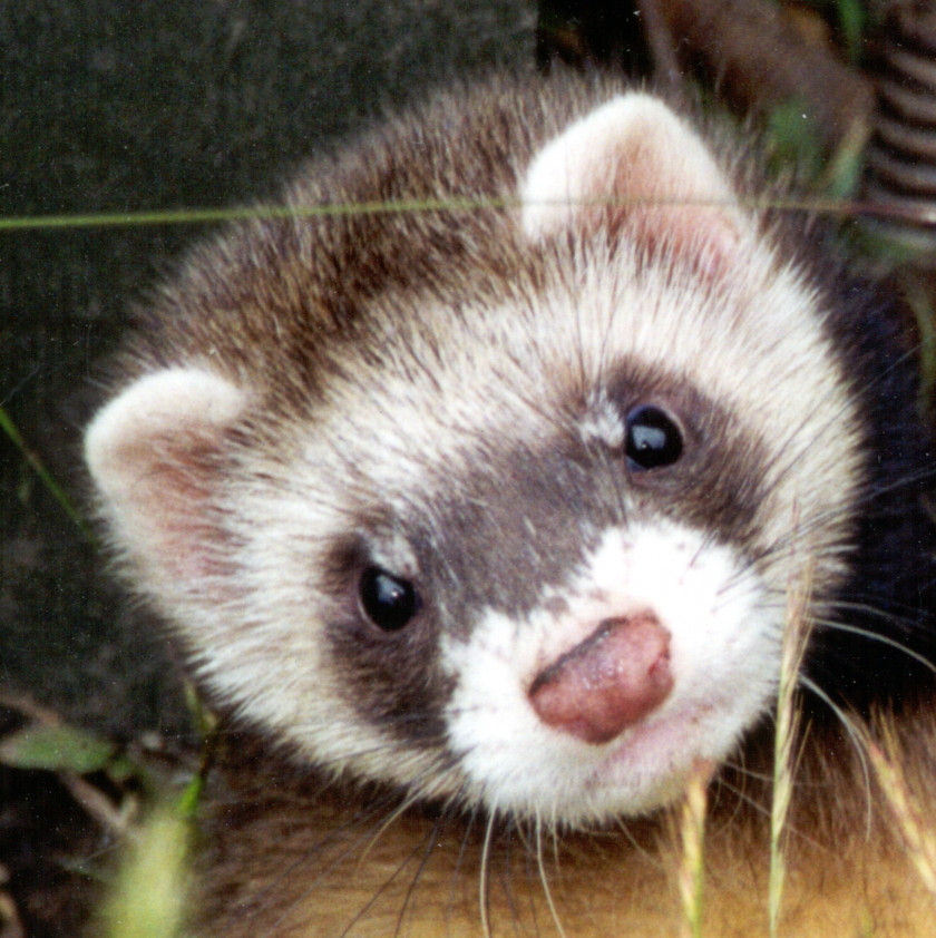 Ferret Polecat-ferret Hybrid Dog Pet Veterinarian PNG