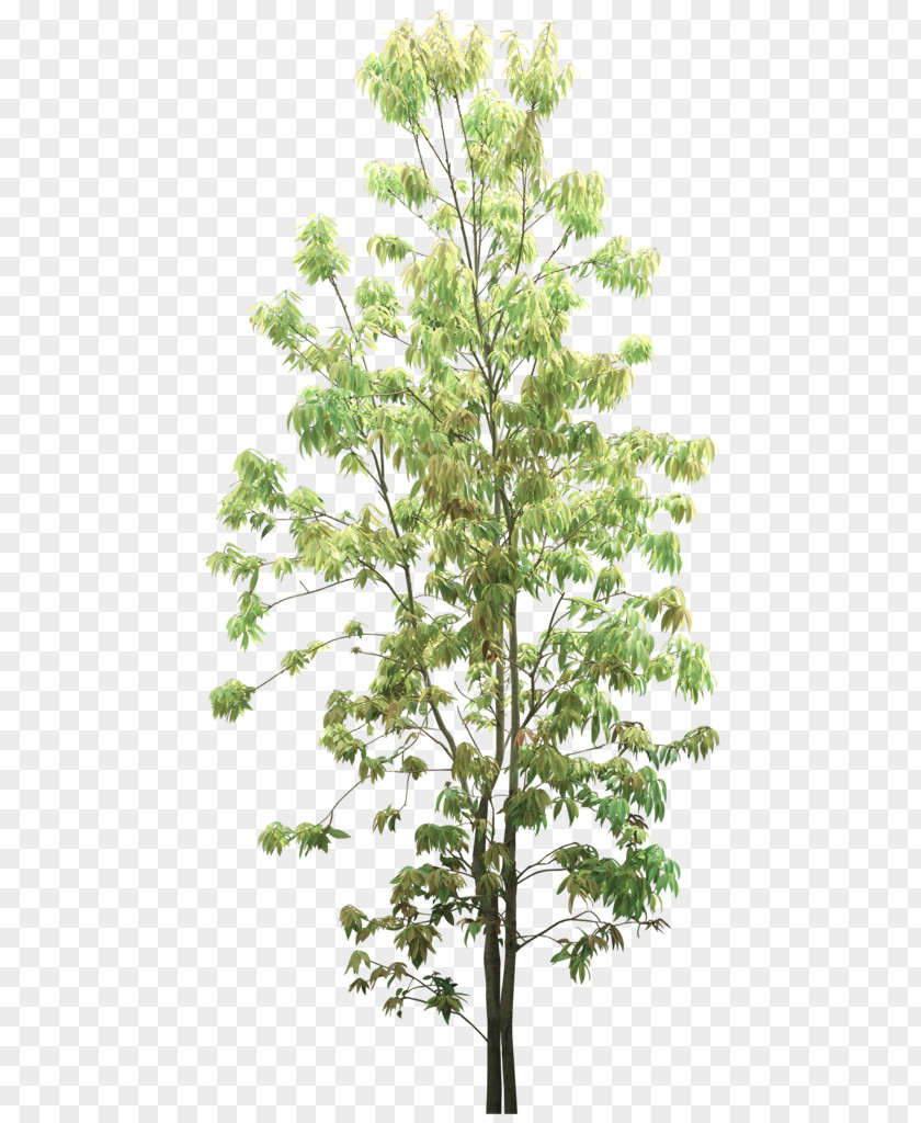 Garden Landscape Tree Twig Image Pixel PNG