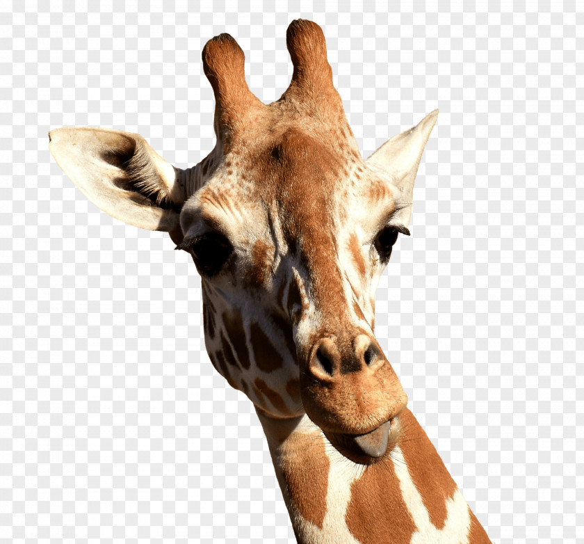 Giraffe Lamarckism Clip Art PNG