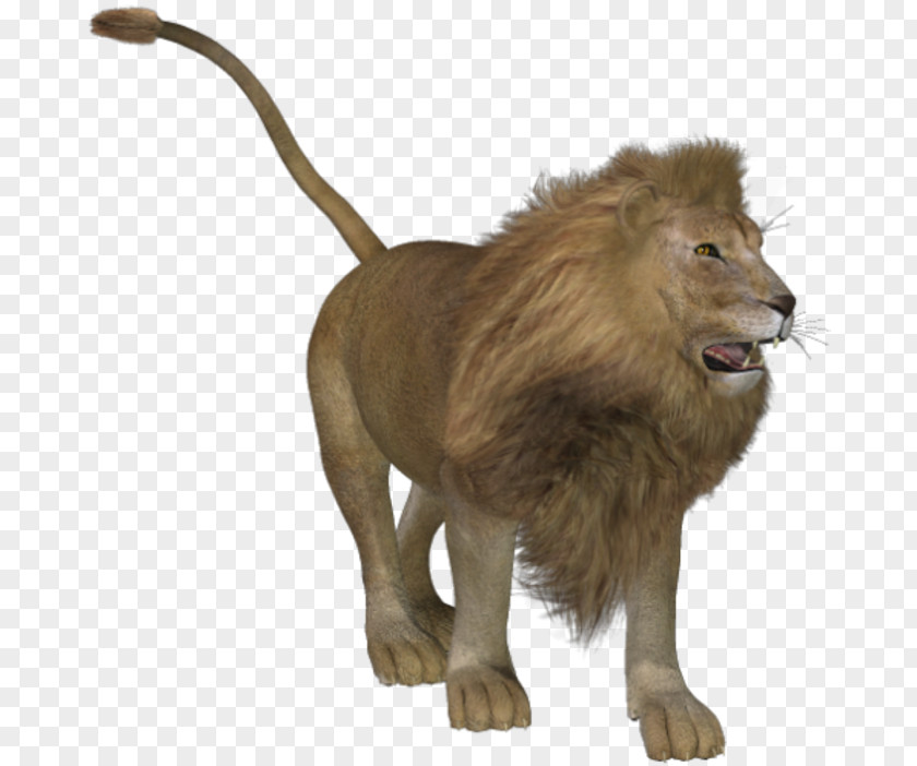 Lion Tiger Big Cat Animal PNG