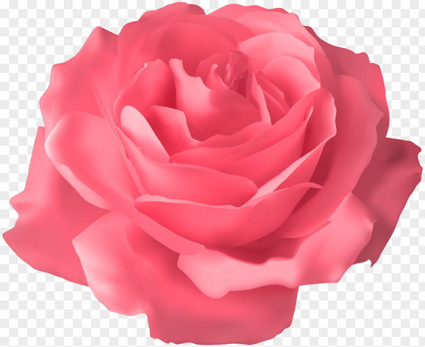 Soft Pink Rose Transparent Clip Art Image Blue PNG