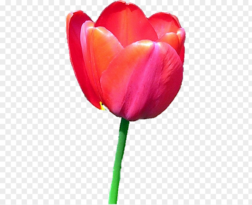 Tulip Flower Icon PNG