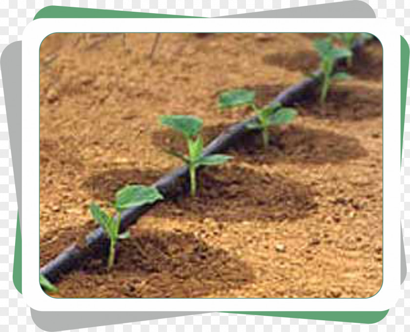 Water Drip Irrigation Agriculture Sistema De Riego Pipe PNG