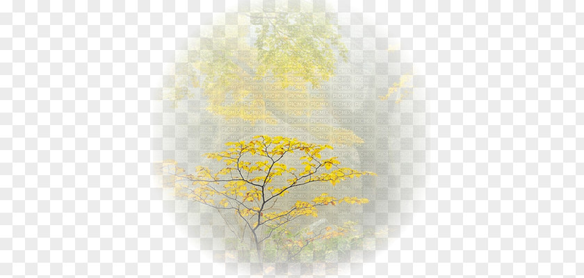 Computer Desktop Wallpaper Sunlight Tree PNG