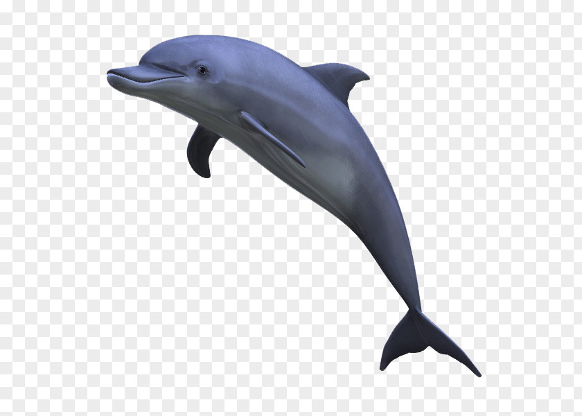 Dolphin Display Resolution Clip Art PNG